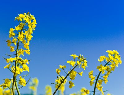 Einzelne Rapsblüten. Foto: COLOURBOX