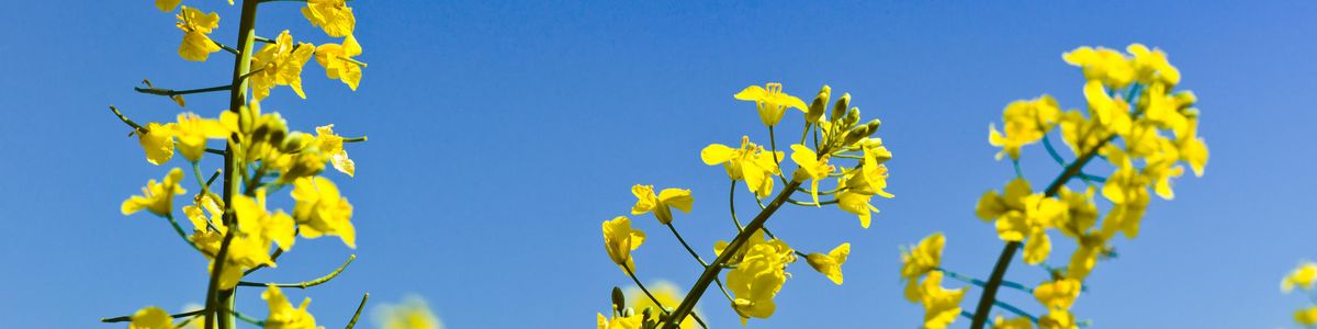 enlarge the image: Single rape blossoms.