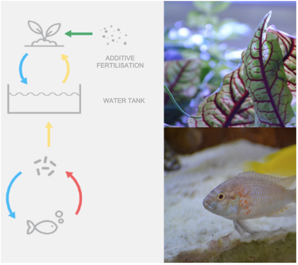 enlarge the image: A graphic containing the circular approach of aquaponics, plants and fish