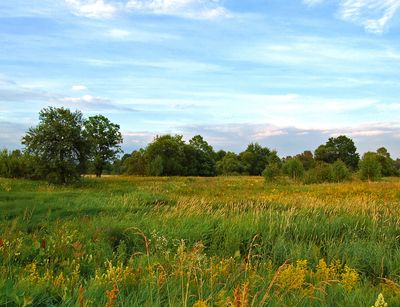 Ein Rapsfeld in voller Blüte. Foto: COLOURBOX